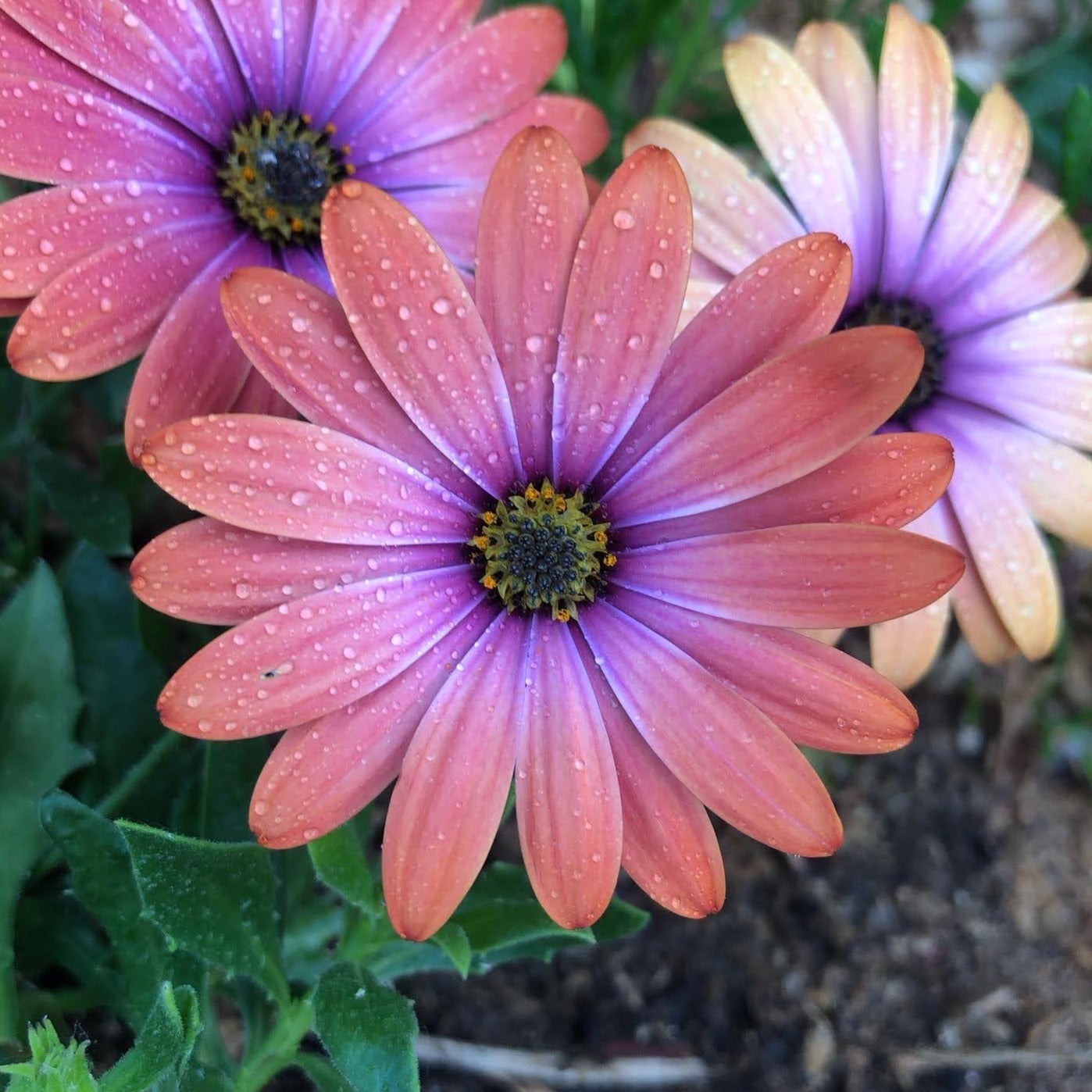 Find your Cycle’s Rhythm