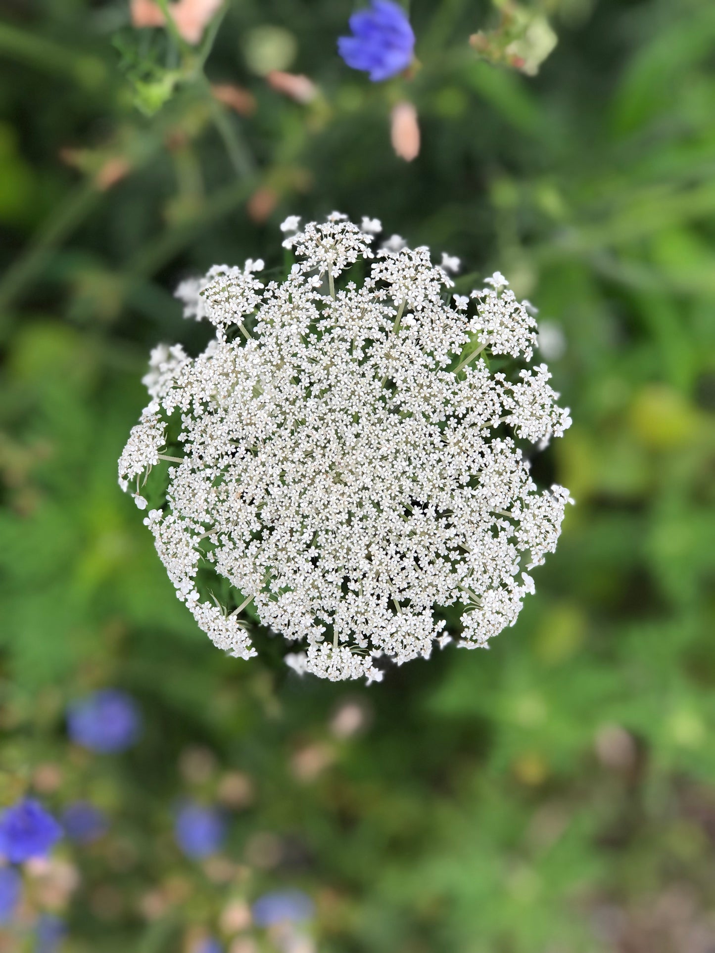 Yard and Garden Consultation FREE